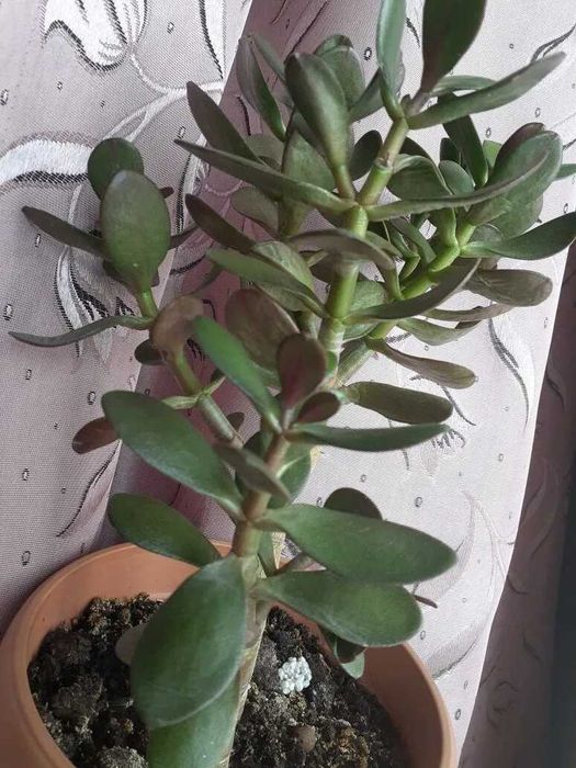 Продам недорого или обмен