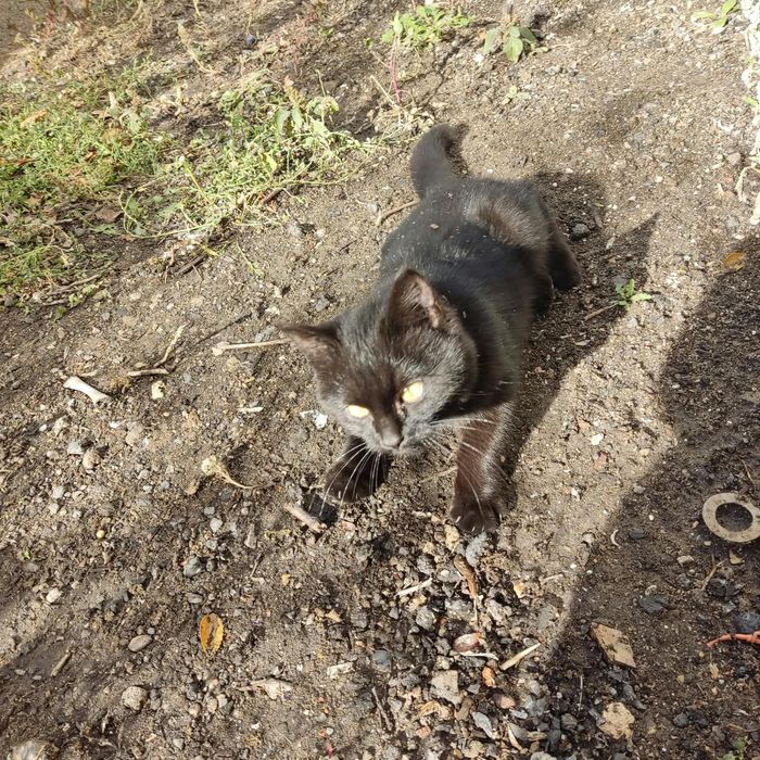 котёнок ищет свой дом