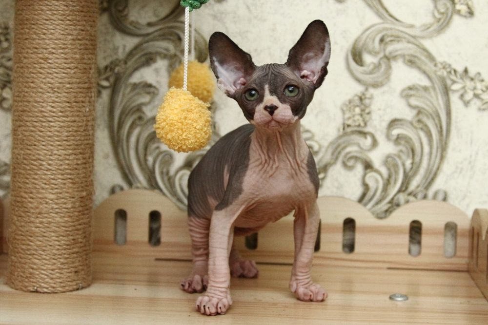 Малыши голыши. Сфинксы