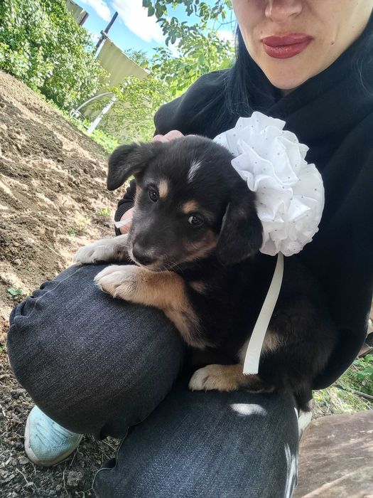 Отдам щенят в добрые руки