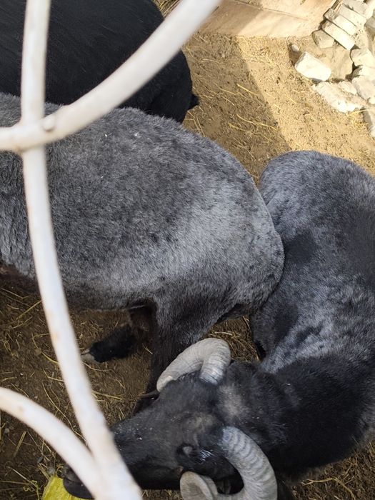 Qoʻchqorlar sotiladi