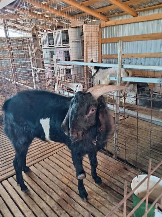 Vând țap Anglo nubian și Alpin Francez și iezi Alpin Francez