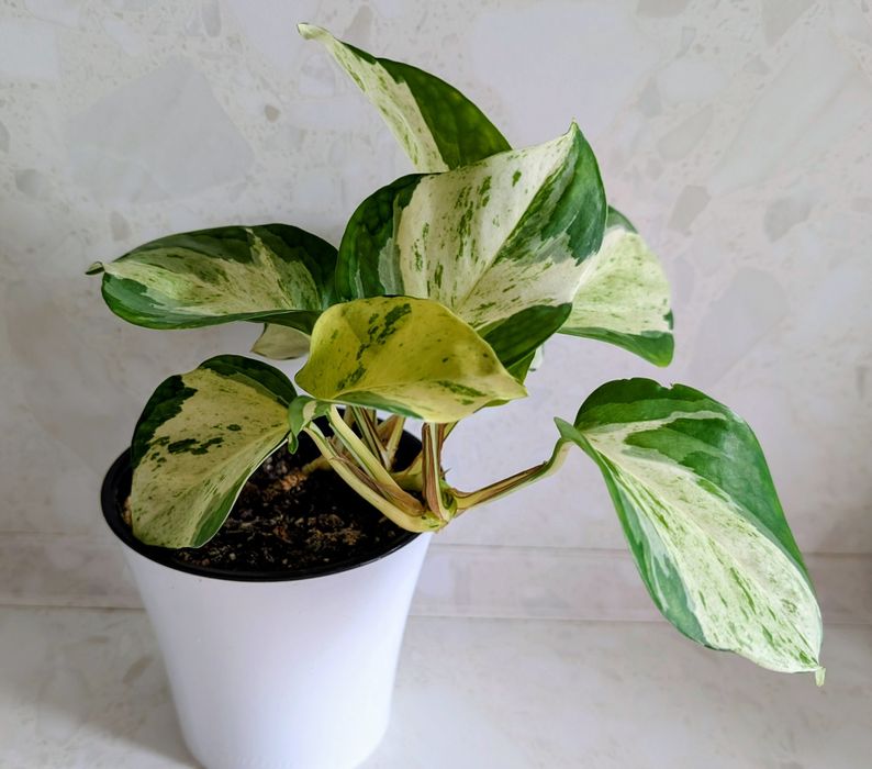 Эпипремнумы, Алое вера, Замиакулькас