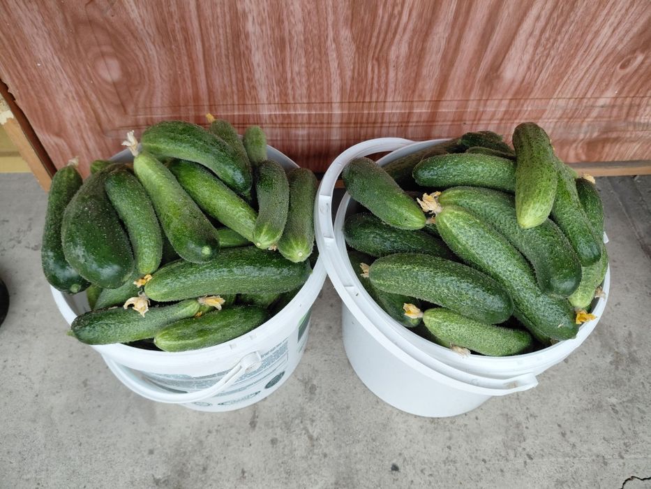 Продам домашнии огурцы