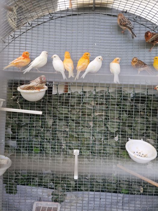 Canari de vanzare