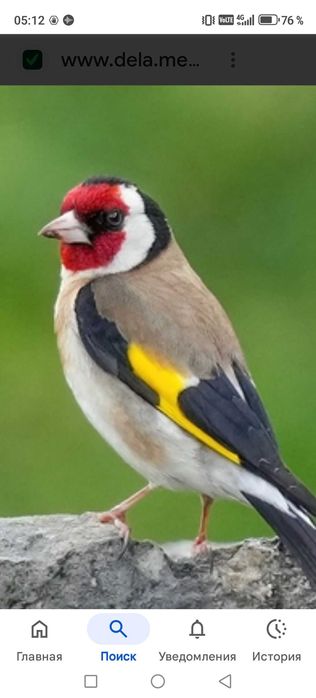 Продам птицу певчие