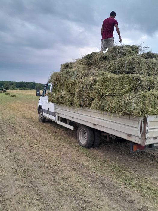 Baloti de lucerna depozitati in conditii optime