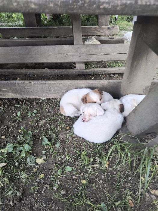 Cățeluși de vânzare