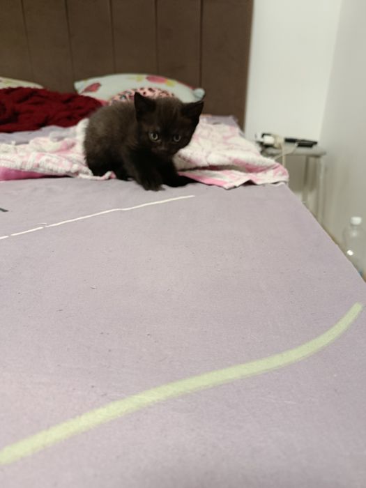 Продаются котята