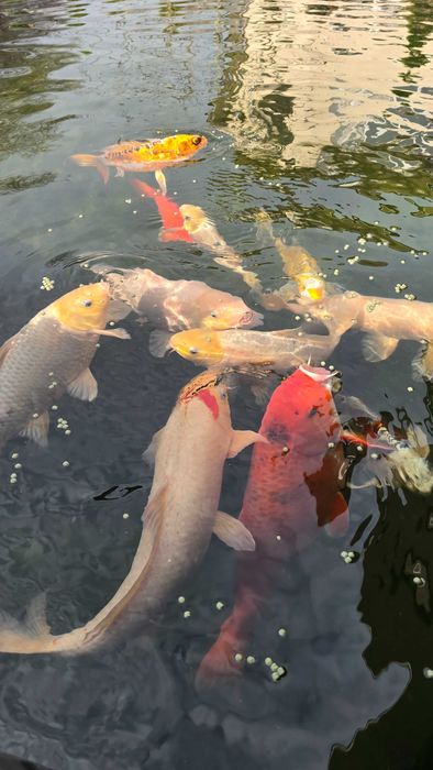 Продам - Карпы кои