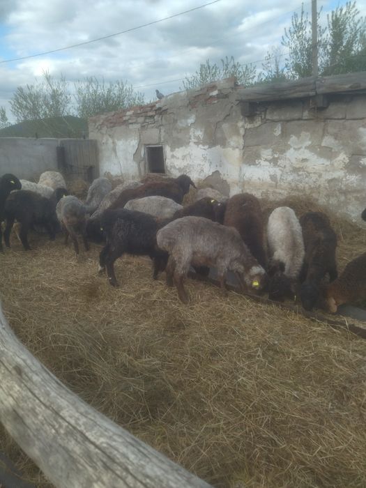 Продам жирных баран.