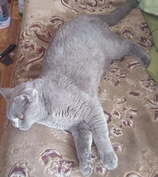 Продаётся кот британец вислоухий