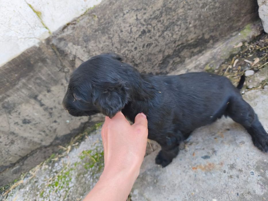 Продажа ШЕНЬКОВ Тайган