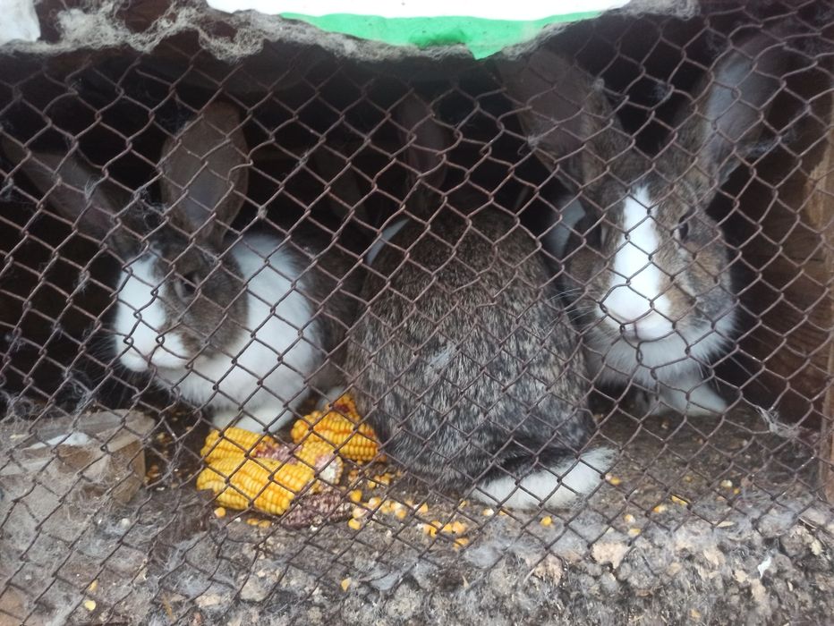 Iepurași mari și mici de vânzare rasa cap de leu + belgian