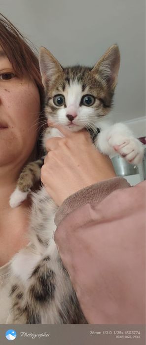 Отдам котят бесплатно