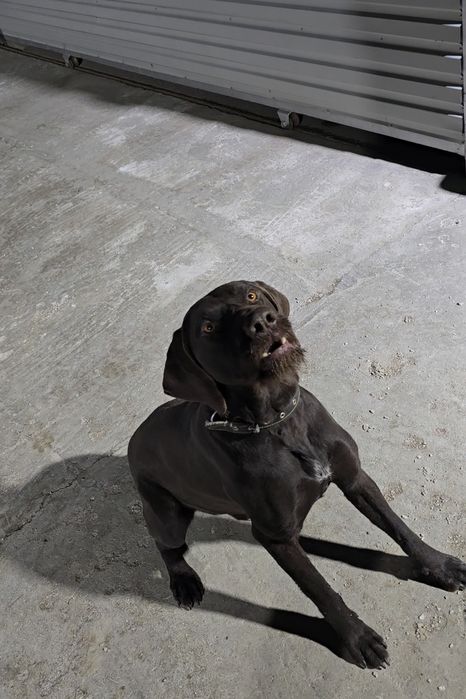 Дратхаар кабель 2 года