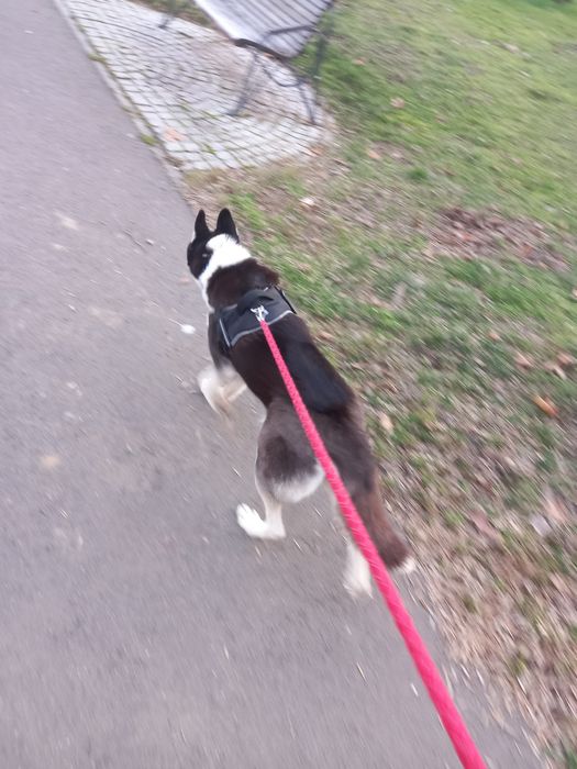 Ofer spre adopție responsabilă – Husky Siberian, 3 ani, femelă – Maya