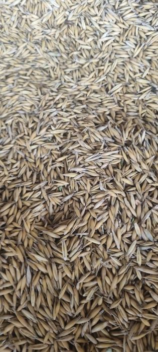 Ovăz                     .