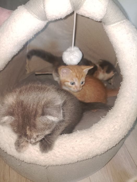 Домашние питомцы