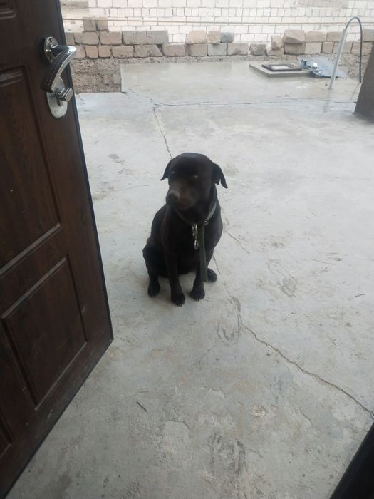 Вязка животных,собака