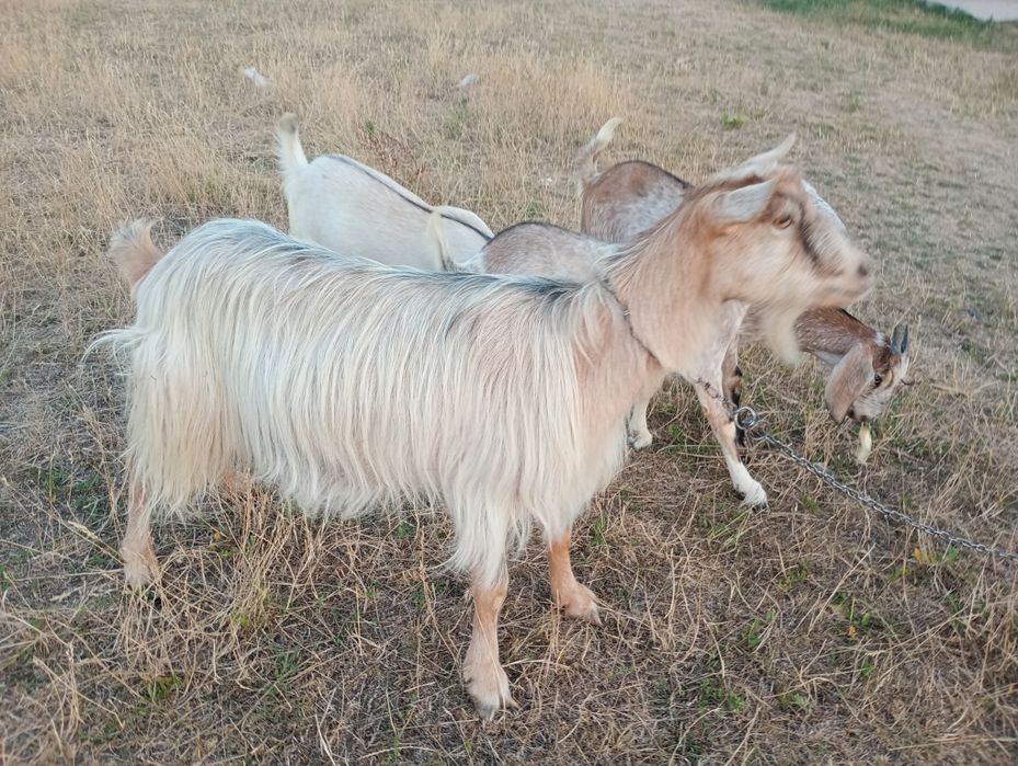 Vând doua iede anglo nubiane. Și o capra cu iadă