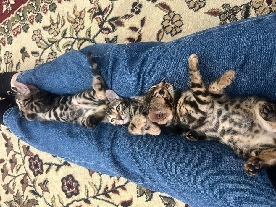 Бенгальскые котята