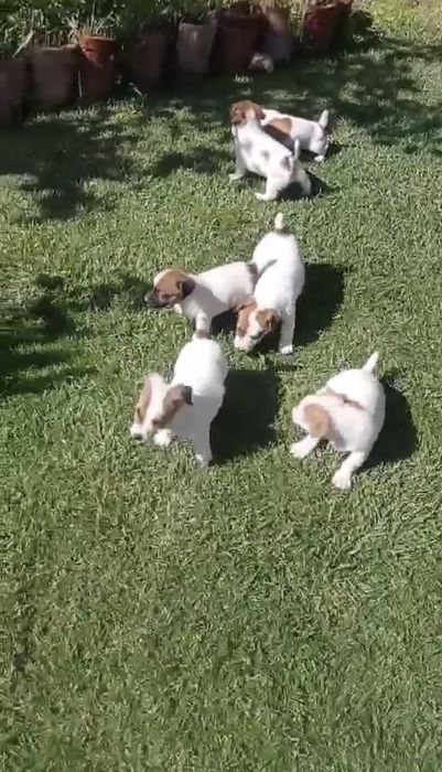 Мини Джак Ръсели