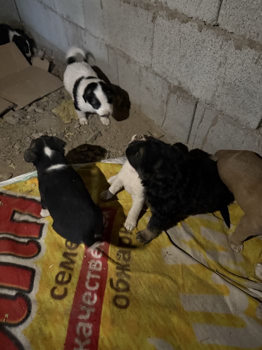 Щенки отдам даром