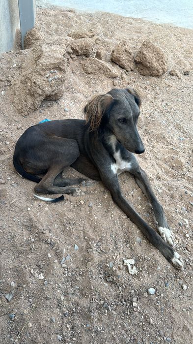 Пропала собака, пожалуйста верните я дам вознаграждение