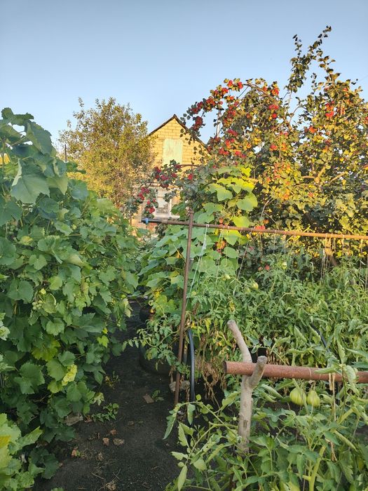 Продам дачу в Ромашке.