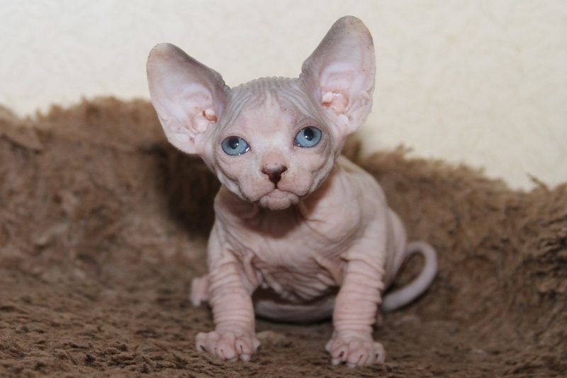 Котята канадского сфинкса