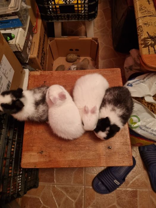 Iepurasi pitici de vazare