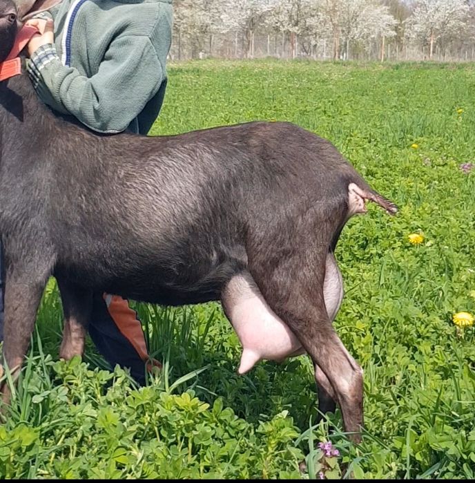 Murciano Granadina 2 capre și un țap.