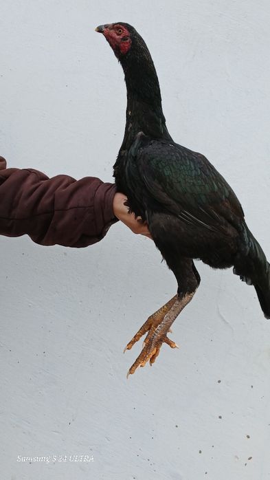 Дакан семейка сатылады