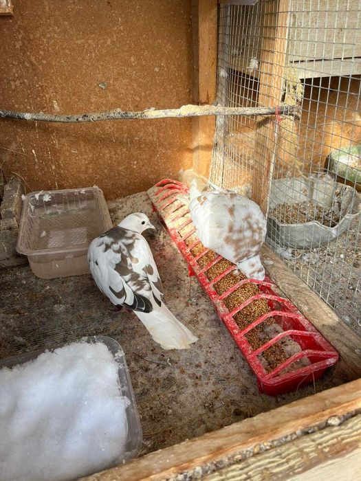 Turturele Razatoare predare personala Pitesti