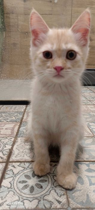 Котёнок в добрые руки.