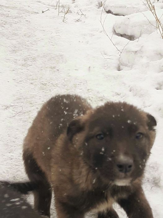Нужен дом для этих малышей