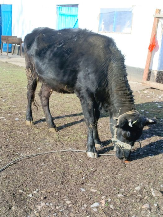 Сиыр, қара мал .