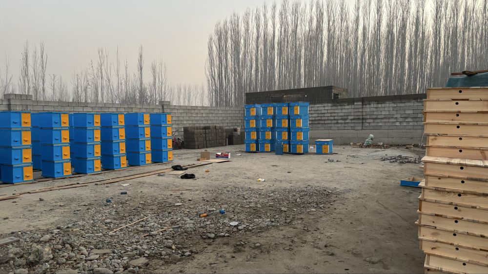 Asalari uyalari пчёл