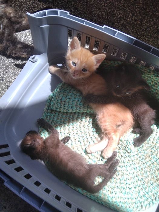 Подарявам мъжки котета