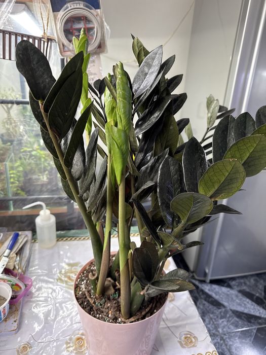 Продам замиакулькас Равен