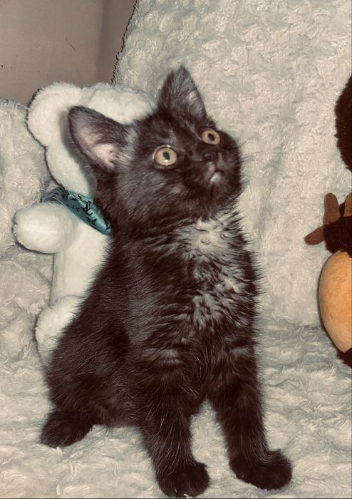 Котята, отдам в хорошие руки