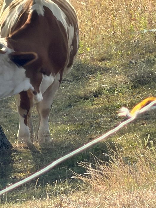 Vaca bălțată romănească
