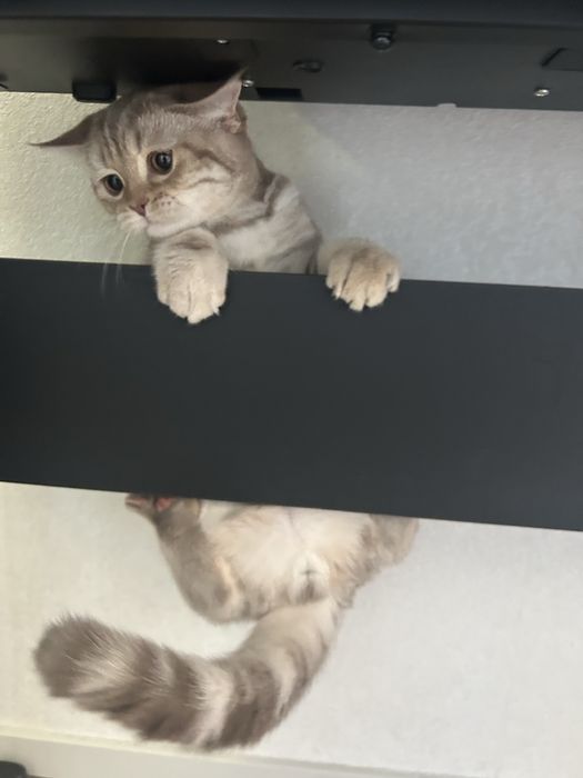 Продам шотландского кота