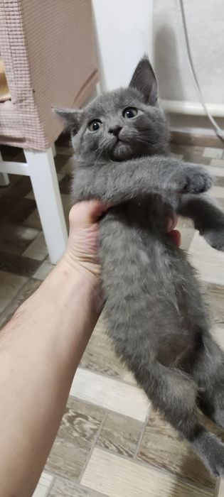 Котята мальчик девочка