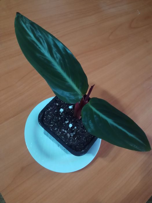 Строманта Фикусы