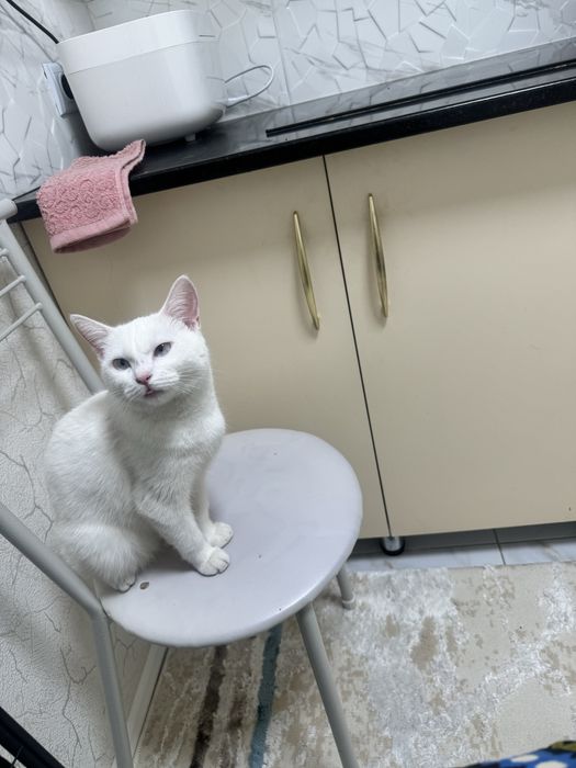 Вязка кошки Куся