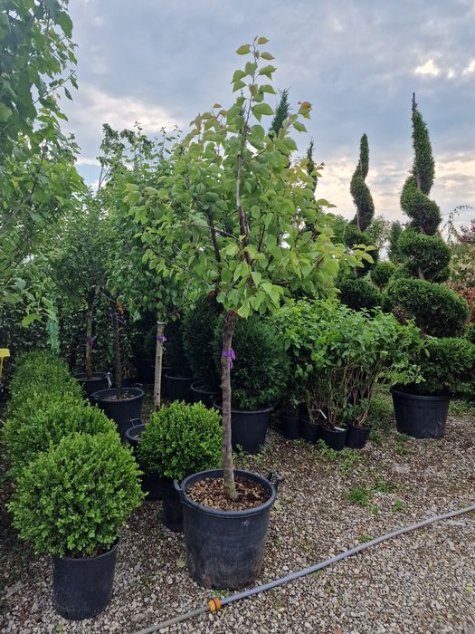 Vand pomi fructiferi la ghiveci pe rod