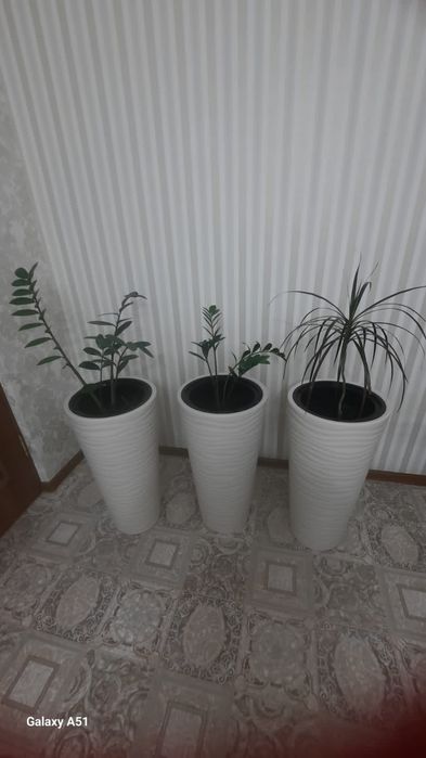 Продам цветы в горшках