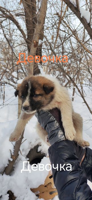 Маленькие комочки ищут дом